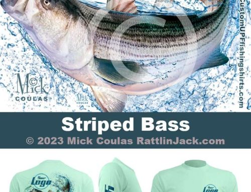 Striped Bass