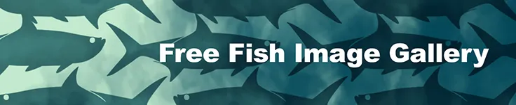 Link to see the free fishing t-shirt image gallery
